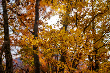 Fototapeta premium 秋の里山風景