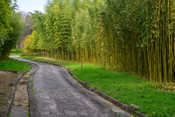 Fototapeta premium A tranquil stone path meanders through a dense bamboo forest in Nagai Botanical Garden in Osaka, Japan, evoking the serene beauty of traditional Japanese gardens. 