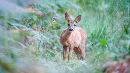 Roe deer fawn on the lookout standing next to a pond in the middle of a deciduous forest. Capreolus capreolus, Touraine, Indre et Loire 37, région Centre Val de Loire, France, European Union, Europe
