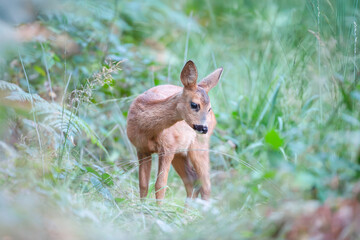 Roe deer fawn pensive next to a pond in the middle of a deciduous forest. Capreolus capreolus, Touraine, Indre et Loire 37, région Centre Val de Loire, France, European Union, Europe