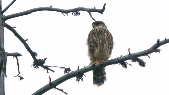 Young Merlin bird sitting on a branch, close up
