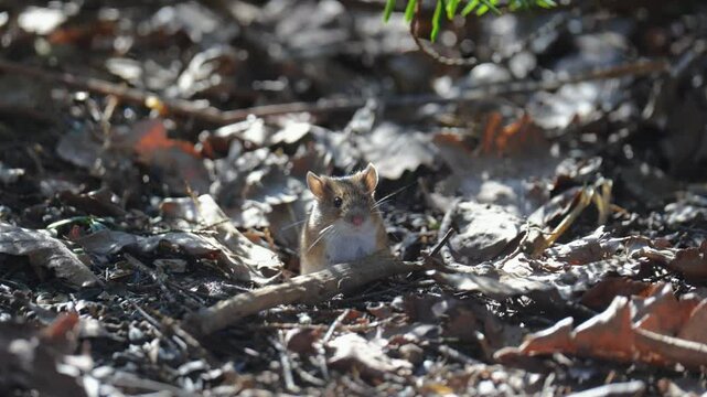 A small mouse sits among old leaves