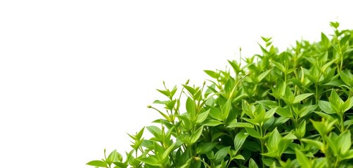  Lush green field of plants against a white background, illustration, fresh