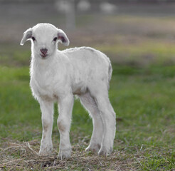 Very young white sheep lamb on a grassy field