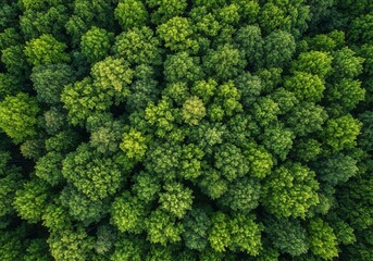 Forest texture background. Aerial view of lush green forest. Nature conservation, environmental protection and biodiversity. Scenic landscape panorama. Arbor day, World Environment day concept.