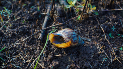 Close-Up of an Empty Snail Shell on a Garden Soil