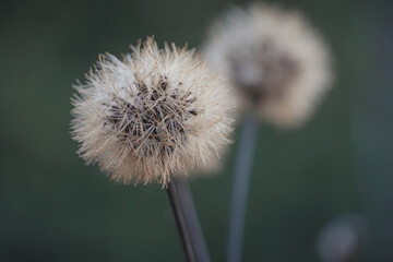 dandelion seed head