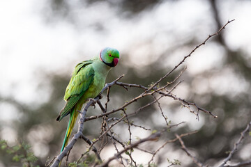 Male boreal rose-ringed parakeet perched on branch in the Jhalana Leopard Safari Park, Jaipur, Rajasthan, India