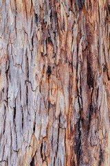 bark of a tree close up	
