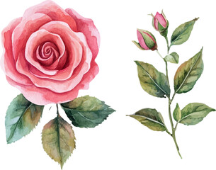 Fototapeta premium pink rose on white background