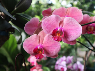Doritaenopsis is an artificial hybrid genus with bright brick red flowers with bright red veined...