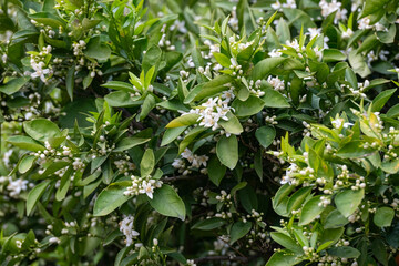 White flowers on an orange tree.