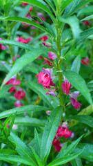 Close-Up of Vibrant Pink Flowers Amidst Green Foliage in Garden