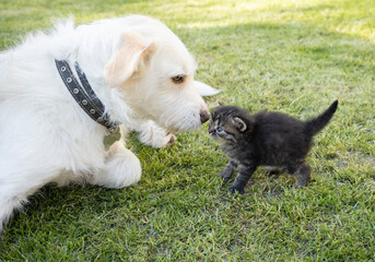 white dog lies on the grass and watches a small kitten who came close to sniff a furry friend. Friendship of pets, games in the garden