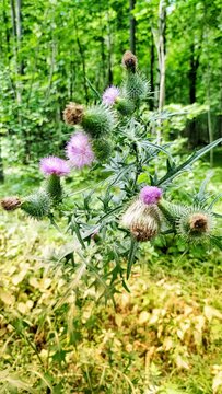 Close-Up of a Thistle Flower Head