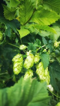 Close-Up of Hop Cones Growing on the Bine