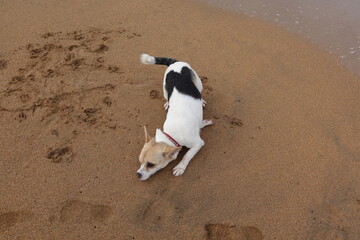 Small dog playing on sandy beach by the sea shore