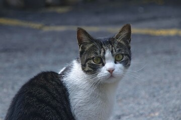 Curious Cat Looking at Camera
