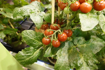 Cherry tomatoes growing on vine in greenhouse