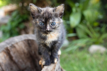 Portrait of cute little brown kitten sitting on a stump in the garden. Cat's childhood, beautiful animal cards, harmony of nature. Cat's day