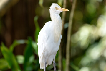 Portrait of a cattle egret. Close up view of a cattle egret