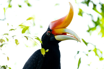 The rhinoceros hornbill (Buceros rhinoceros) is a large species of forest hornbill (Bucerotidae). In captivity it can live for up to 35 years.
