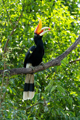 The rhinoceros hornbill (Buceros rhinoceros) is a large species of forest hornbill (Bucerotidae). In captivity it can live for up to 35 years.