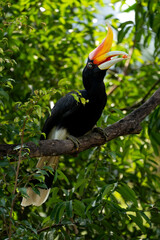 The rhinoceros hornbill (Buceros rhinoceros) is a large species of forest hornbill (Bucerotidae). In captivity it can live for up to 35 years.