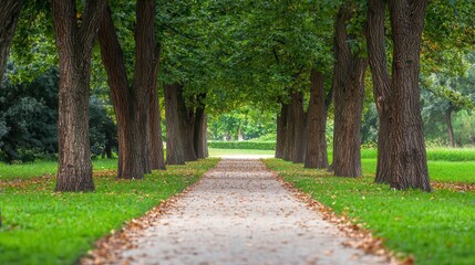 Fototapeta premium Serene park pathway lined with tall oak trees, leaves scattered along the path, peaceful nature escape