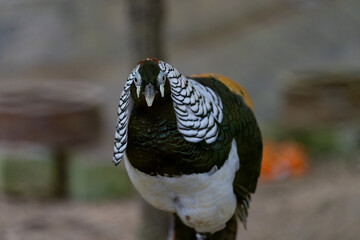 Lady Amherst’s Pheasant (Chrysolophus amherstiae), a stunning bird known for its intricate plumage and vibrant colors.