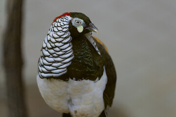 Lady Amherst’s Pheasant (Chrysolophus amherstiae), a stunning bird known for its intricate plumage and vibrant colors.