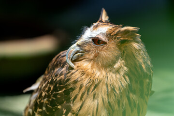 This striking bird is a Buffy Fish Owl (Ketupa ketupu), known for its distinctive ear tufts, piercing gaze, and sharp, curved beak. I