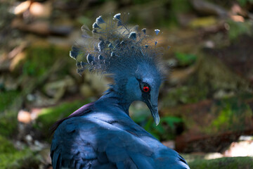 Victoria Crowned Pigeons are native to the lowland forests of New Guinea and nearby islands. They...