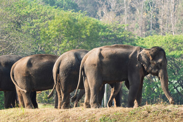 Fototapeta premium Elephant keeper rides elephants to see the forest at Lampang Elephant Camp, northern Thailand