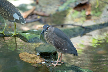 Juvenile Black-crowned Night Heron (Nycticorax nycticorax). Juveniles have brown plumage with white...