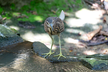 Juvenile Black-crowned Night Heron (Nycticorax nycticorax). Juveniles have brown plumage with white spots, a streaked head and neck, and a greenish-yellow bill.