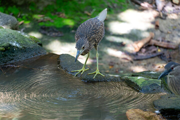 Juvenile Black-crowned Night Heron (Nycticorax nycticorax). Juveniles have brown plumage with white...