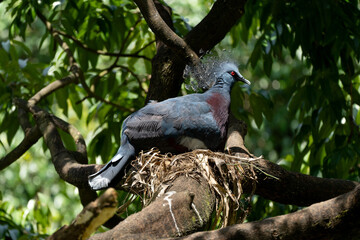 The nest is a loosely constructed platform made of twigs and dried plant materials, carefully positioned on a sturdy tree branch. It provides a secure resting place for the Victoria crowned pigeon