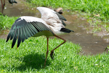 The painted stork (Mycteria leucocephala) is a large wader in the stork family. It is found in the wetlands of the plains of tropical Asia south of the Himalayas in the Indian Subcontinent and extendi