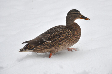 Wild duck mallard female walking in snow .Closeup photo.Wild birds ,fauna in winter.