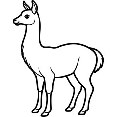 Fototapeta premium Elegant Llama Line Art: A graceful llama, rendered in elegant black and white line art, stands in profile, embodying the charm and simplicity of this iconic South American animal.
