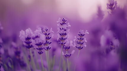 Naklejka premium Lavender blooms in soft light, a serene close-up of nature's elegance.