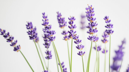Naklejka premium Lavender blooms in soft light, a serene close-up of nature's elegance.