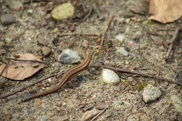 Small Brown Lizard on Forest Floor with Natural Camouflage