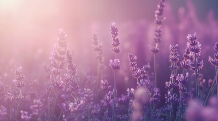 Fototapeta premium Lavender field in soft sunlight, showcasing blooming flowers and a serene atmosphere in the background