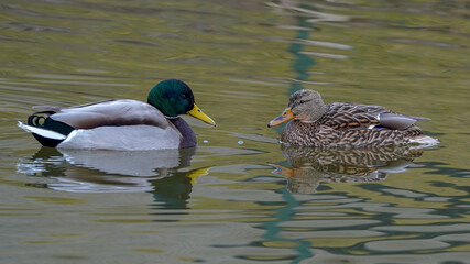 male and female mallard duck swimming in the lake