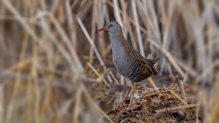 Water Rail bird near the lake