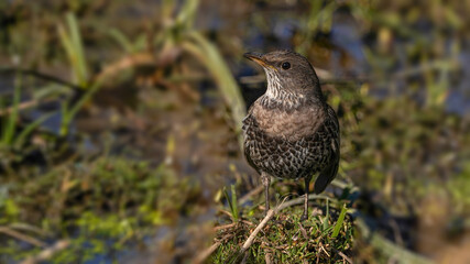 Ring Ouzel bird on the field