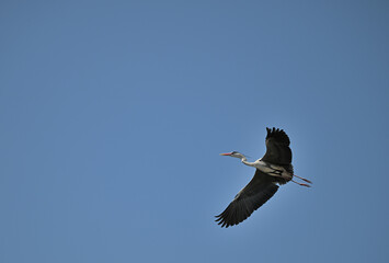 飛んでいるアオサギ
