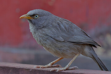 Jungle Babbler (Turdoides striata), perched on a fence, close, Ranthambhore National Park,...